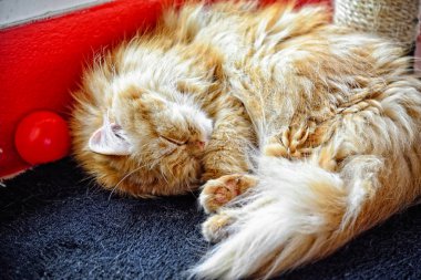 Yerde uyuyan kedi: portre