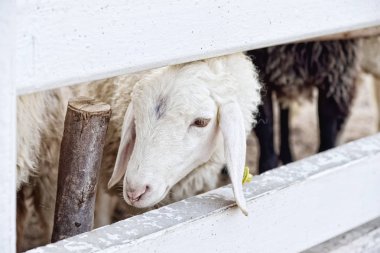 Gruptaki çitin arkasında koyun kafa: portre