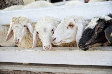 Gruptaki çitin arkasında koyun: portre