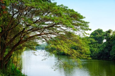 Ağaçlar nehir kıyısında: Khon kaen, Thailand
