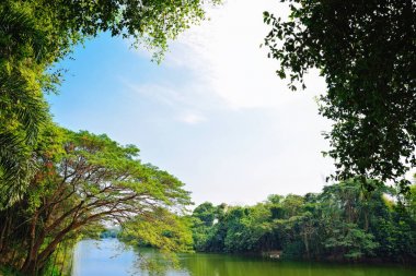Ağaçlar nehir kıyısında: Khon kaen, Thailand