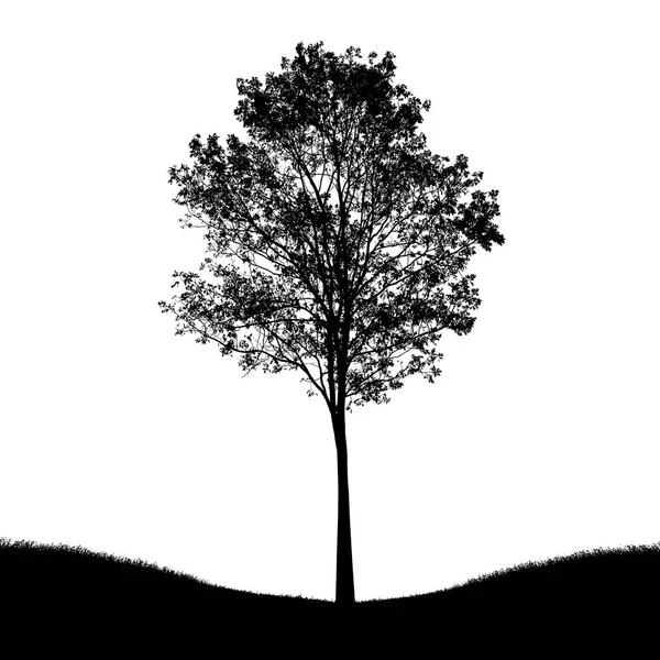 Silueta de árbol aislada sobre fondo blanco — Foto de Stock