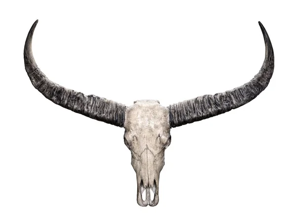 Czaszka głowy dzikich bawołów wodnych (Bubalus arnee określaną) na białym tle na whi — Zdjęcie stockowe