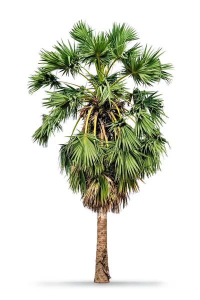 Borassus flabellifer (asijské palmyra palm, toddy palm, cukr pal — Stock fotografie