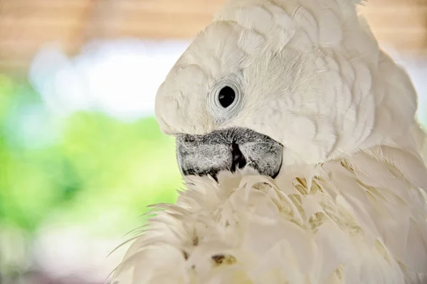 Kakadu: Zbliżenie, twarz, pióra — Zdjęcie stockowe