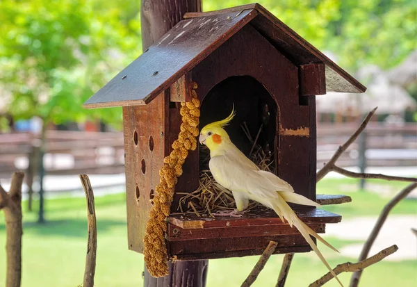 Kakadu karmienia na małe ptaki drewniany dom — Zdjęcie stockowe