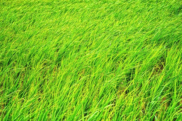 新鮮な緑の田んぼの背景: クローズ アップ — ストック写真