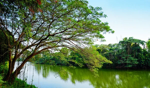 Trees by the river