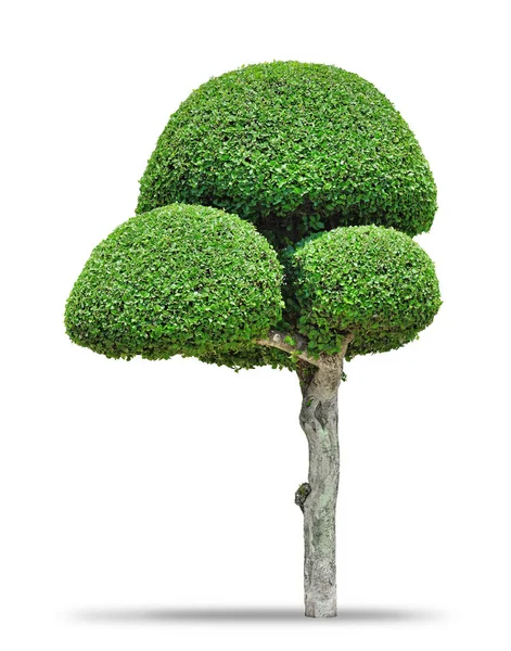 Süslü şekilli dekoratif ağaç — Stok fotoğraf
