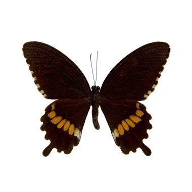 Kelebek dolması: ortak Mormon
