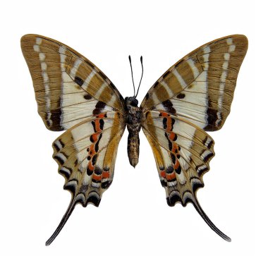 Kelebek in: Swordtail (Graphium nomius tespit)