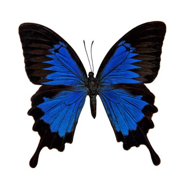 İzole kelebek: Papilio Ulysses