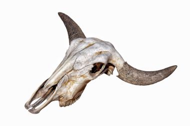 Boynuzlu kafa kafatası beyaz arkaplanda izole