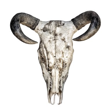 Boynuzlu kafa kafatası beyaz arkaplanda izole