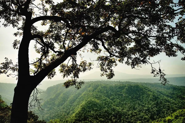 Árbol y montaña: Tailandia — Foto de Stock