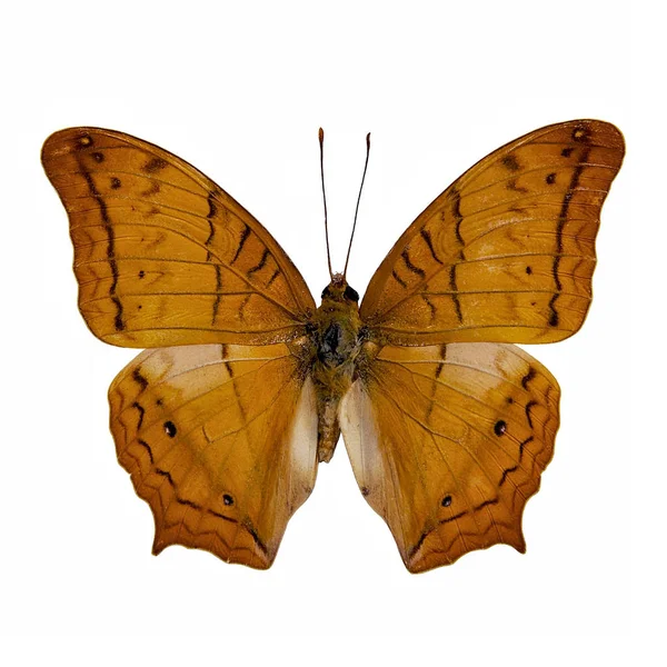 Kelebek in: kruvazör (Vindula Evota)