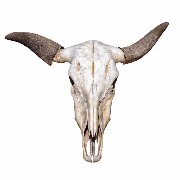 Crânio de vaca cabeça com chifres isolados no fundo branco — Fotografia de Stock