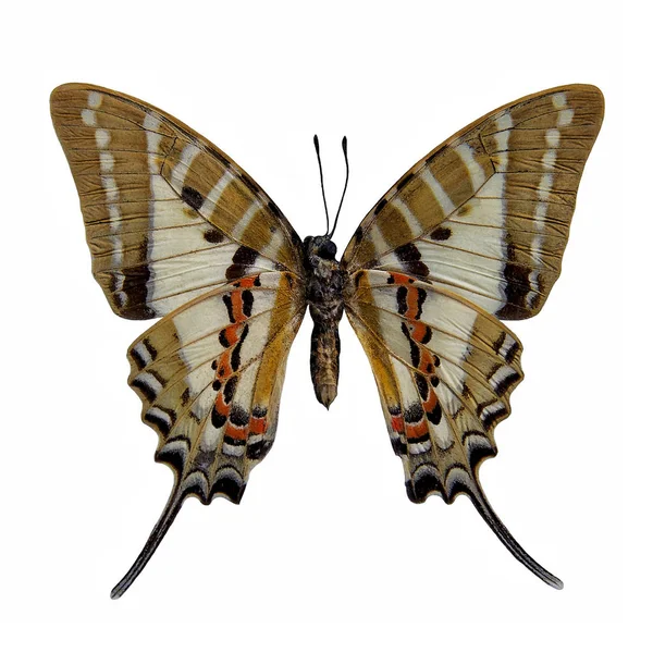 Kelebek in: Swordtail (Graphium nomius tespit)