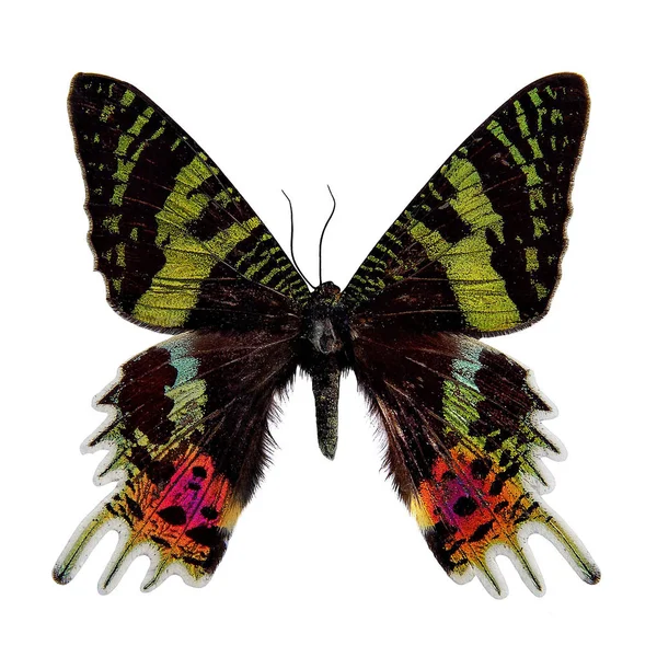 Kelebek: Chrysirdia madagascariensis