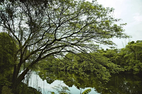 Grote boom op de oever van de rivier — Stockfoto