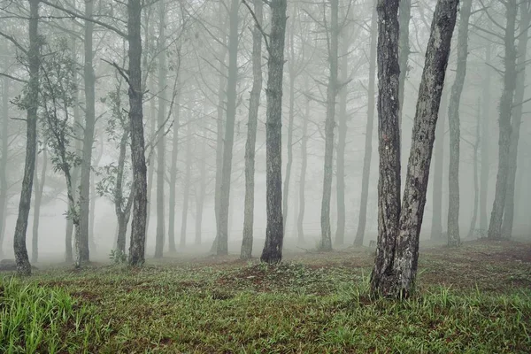 Nevoeiro misterioso entre as árvores na floresta — Fotografia de Stock