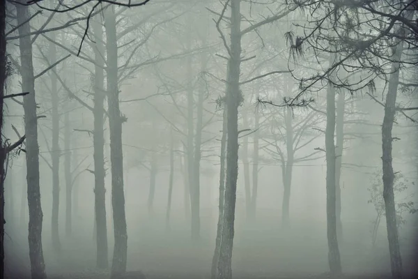 Floresta nebulosa após a chuva — Fotografia de Stock