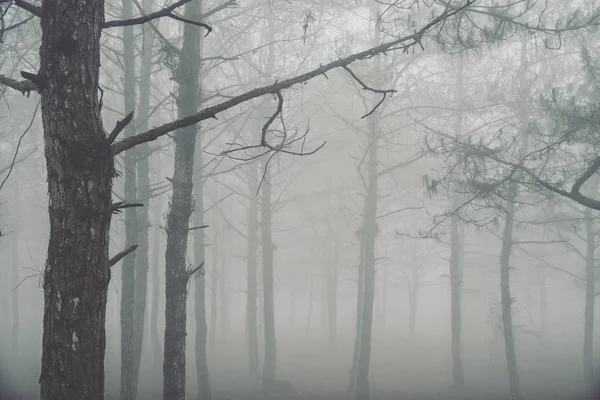 Μυστηριώδη ομίχλη ανάμεσα στα δέντρα στο δάσος — Φωτογραφία Αρχείου