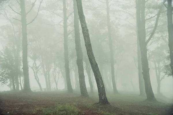 Μυστηριώδη ομίχλη ανάμεσα στα δέντρα στο δάσος — Φωτογραφία Αρχείου