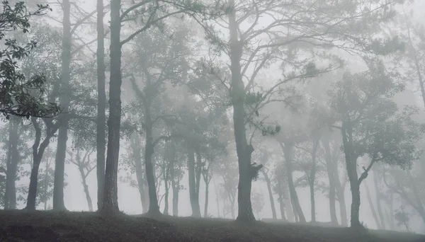 Titokzatos ködben az erdőben a fák között — Stock Fotó