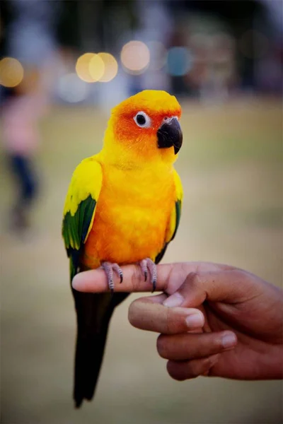 Rozkošné slunce conure papoušky na ruce — Stock fotografie