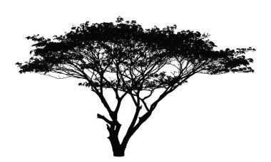 Yağmur ağaç siluet: vektör