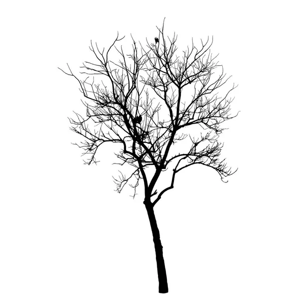 Ág fa sziluettje fehér — Stock Vector