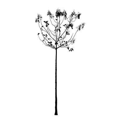 Tik ağacı siluet: vektör