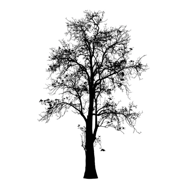 Силуэт большого дерева: детальный вектор — стоковый вектор