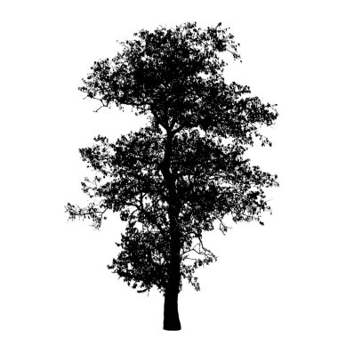 Büyük ağaç siluet: detaylı vektör