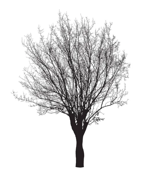 Tree silhouette : Detailed vector — Stock Vector