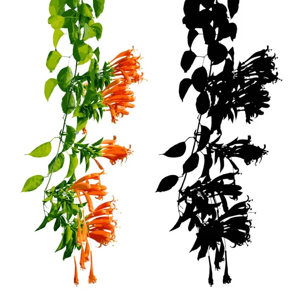 Trompeta naranja, Flame flower, Fire-cracker vine, Vectores — Vector de stock