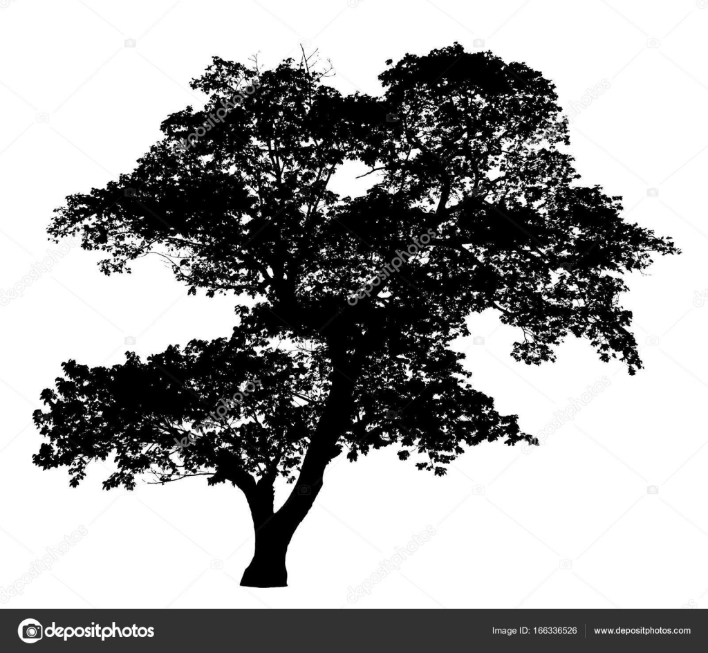 Big tree silhouette : vector Stock Vector by ©crPrin 166336526