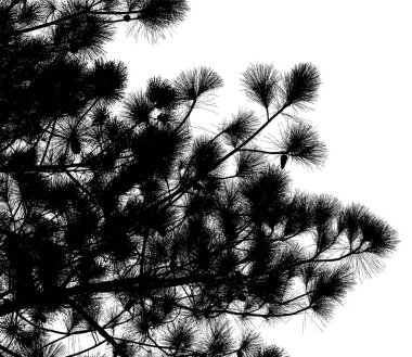 Çam ağacı dalı siluet: vektör