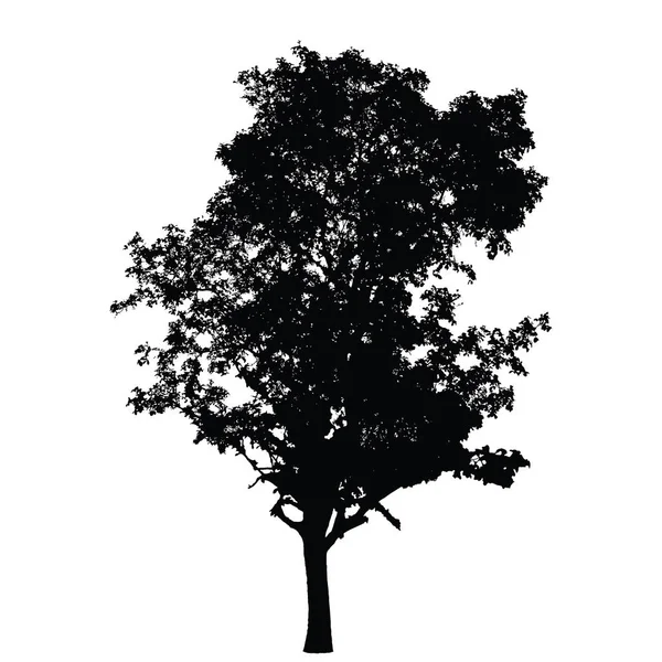 Big tree siluett: detaljerad vektor — Stock vektor