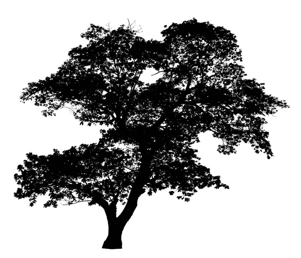 Büyük ağaç siluet: vektör