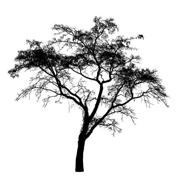 Silhouette d'arbre sur blanc : Détails — Image vectorielle