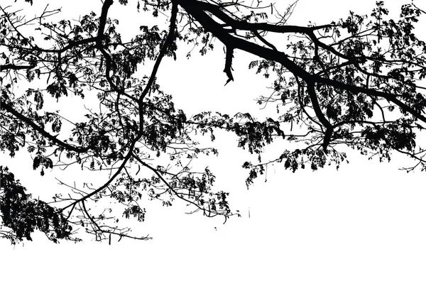 Ramo dell'albero della pioggia: Vettore — Vettoriale Stock