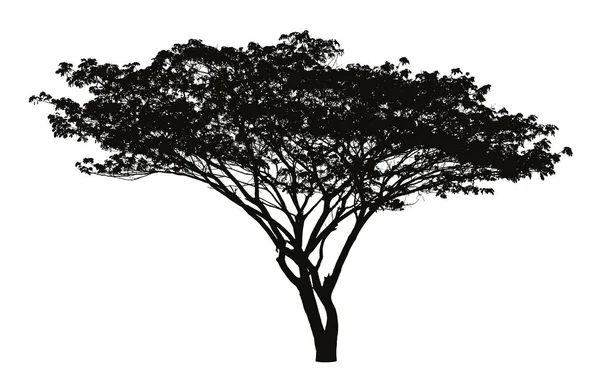 Silueta de árbol grande: vector — Vector de stock