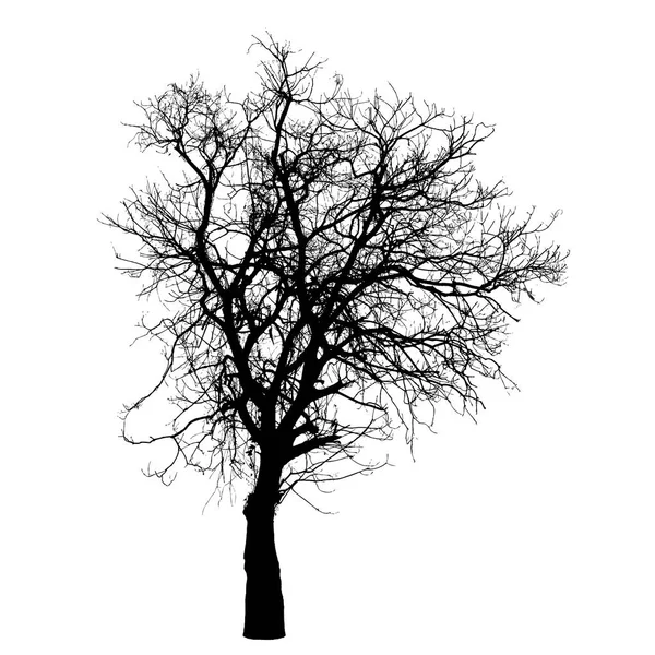 Kış siluet ağacında: Detaylı 