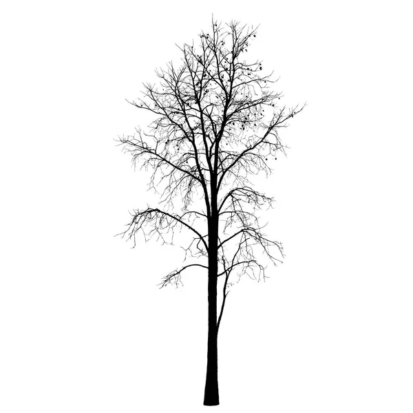 Sylwetka drzewa: szczegółowe wektor — Wektor stockowy