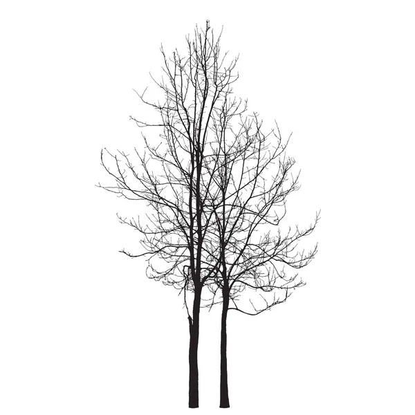 Deux arbres d'hiver sur fond blanc : vecteur — Image vectorielle