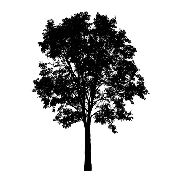 Grande silhouette d'arbre sur fond blanc : vecteur — Image vectorielle