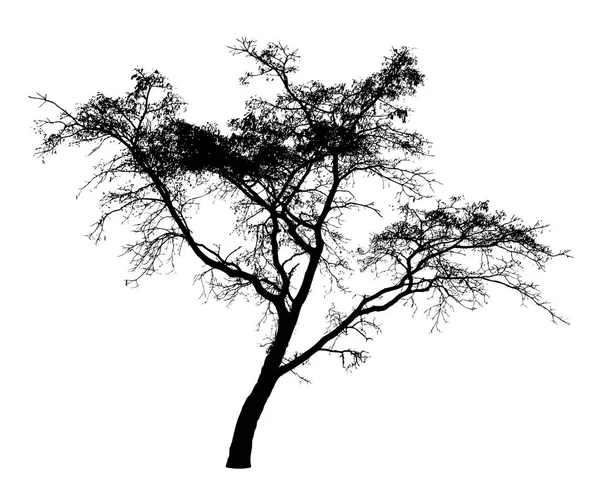 Silhueta de árvore no fundo branco — Vetor de Stock