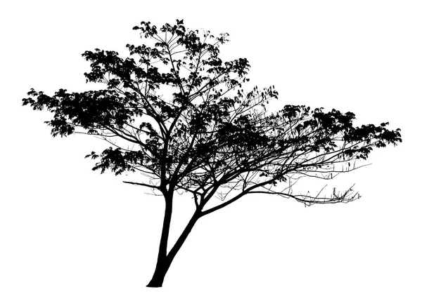 白色背景上的树剪影： 矢量 — 图库矢量图片